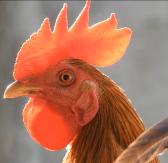 Cockerel