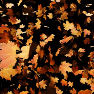 Autumn leaves